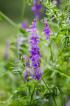 Mouse peas wildlowers of the field. Vicia cracca plant