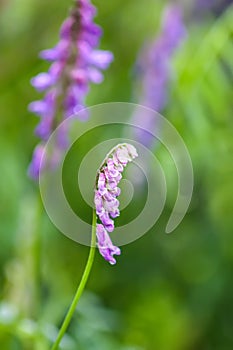 Mouse peas wildlowers of the field. Vicia cracca plant