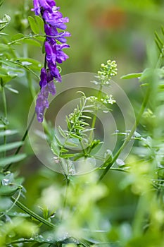 Mouse peas wildlowers of the field. Vicia cracca plant