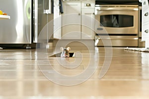 mouse peeking out from baseboard hole in modern kitchen