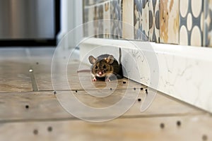 mouse peeking out from baseboard hole in modern kitchen