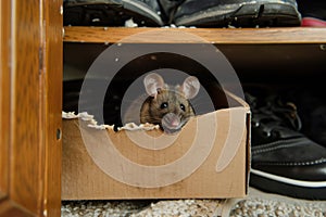 mouse peering from hole in a shoebox in a closet