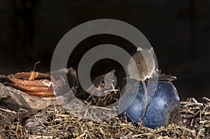 Mouse playing , Apodemus sylvaticus