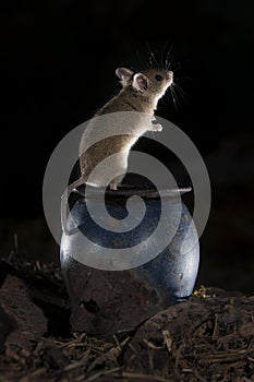 Mouse playing, Apodemus sylvaticus photo