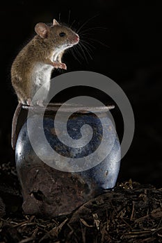 Mouse playing in the old attic, Apodemus sylvaticus