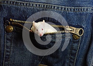 Mouse in a pocket