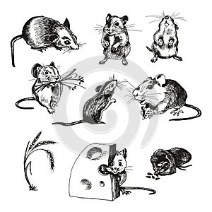 Mouse or Rat Animal Sketched Vector Illustrations Set