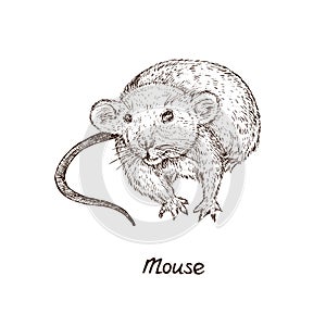 Mouse rat, hand drawn gravure style, vector sketch illustration