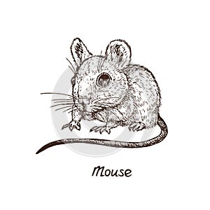 Mouse rat, hand drawn gravure style, vector sketch illustration