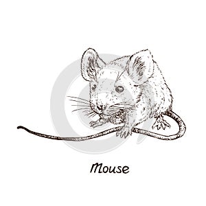 Mouse rat, hand drawn gravure style, vector sketch illustration