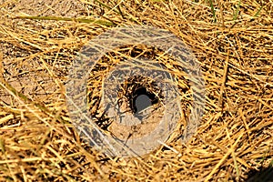 Mouse, Rat. The hole in the mouse\'s house is hidden among the grass.Rodents.