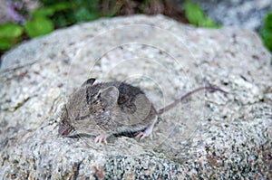 Mouse on a rock