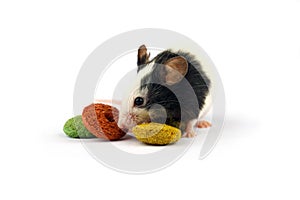 Mouse and rodent food isolate on white