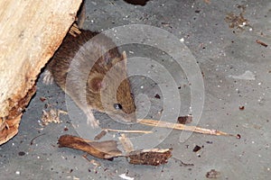 Mouse. Rodents mice pests in the house. Mouse close -up. Mouse in a residential building looking for food.