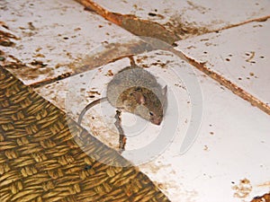 Mouse running on the floor