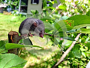 Mouse sitting on plant.