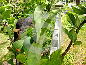 Mouse sitting on plant.