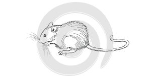 Mouse sketch hand-drawn illustration. Line art animal isolated on white background