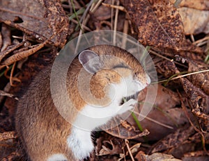 Mouse Sleeping in Leaves