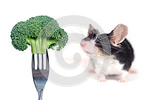 Mouse smelling a broccoli