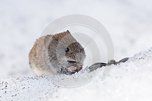 Mouse in the snow