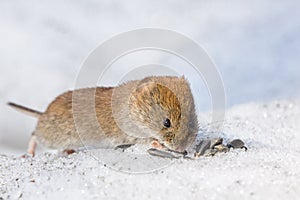 Mouse in the snow