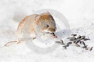 Mouse in the snow