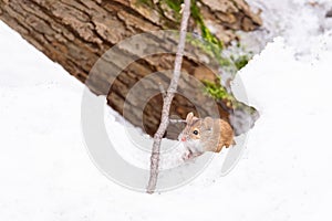 Mouse snow winter