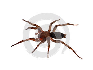 Mouse spider isolated on white background, Scotophaeus blackwalli