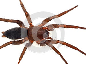 Mouse spider isolated on white background, Scotophaeus blackwalli