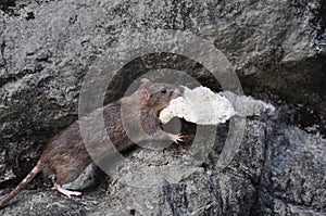 Mouse stealing a bread