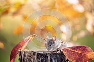 Mouse on a stump among the bright autumn leaves