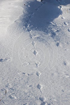 Mouse traces on friable snow. Sunny winter day in the forest. Traces of activity of animals.