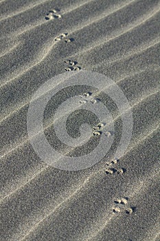 Mouse Tracks on Sand Dunes