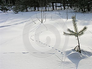 Mouse tracks in the snow