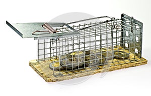 Mouse trap