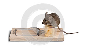 Mouse trap with cheese and mouse