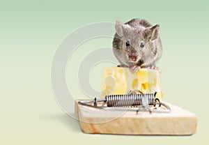 Mouse trap with cheese and mouse on background