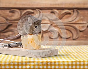 Mouse trap with cheese and mouse on background