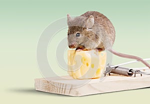 Mouse trap with cheese and mouse on background