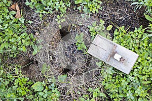 Mouse trap on garden lawn