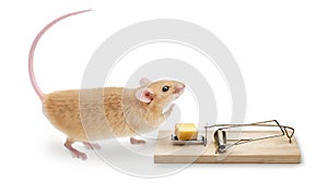 Mouse Trap MouseTrap photo