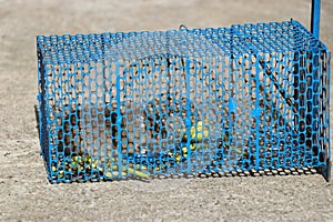 Mouse trap with a trapped mouse. Cage made from steel mesh on outdoors