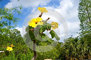 Mouse Trap Tree, Uncarina grandidieri,