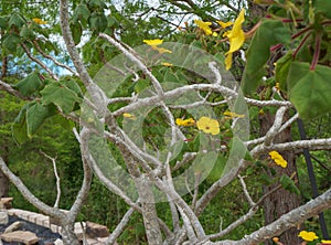 Mouse Trap Tree, Uncarina grandidieri,