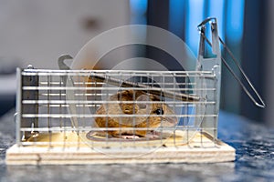 A mouse trapped in a mousetrap, close-up