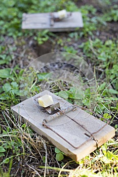 Mouse traps on garden lawn