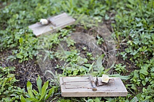 Mouse traps on garden lawn