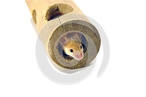 Mouse in tube