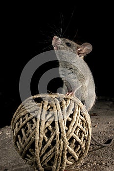 Mouse uploaded of string in the attic, Mus musculus